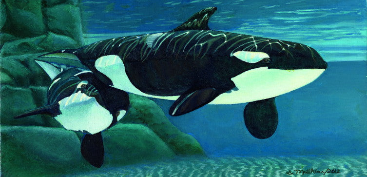 Pair of Killer Whales by Susie Mathias